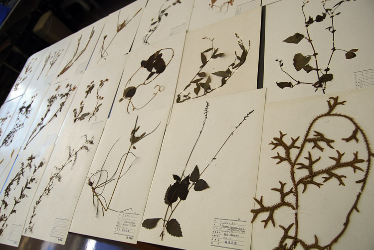 ċxݓʑ̌|[guȀWƕW{v